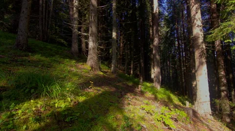 HDR Time Lapse in pine forest. Stock Footage 41449818