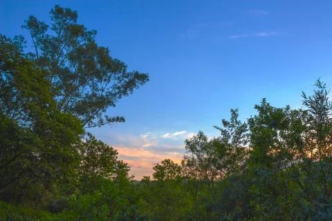 Hdr trees at sunset Stock Photos