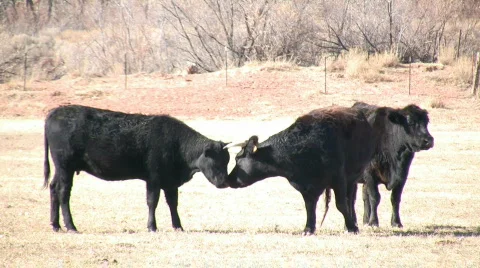 HDV: Affectionate Cattle Stock Footage 96891