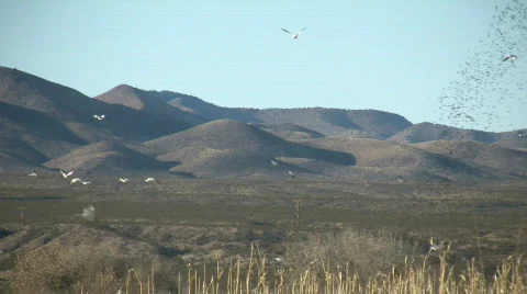 HDV: Birds at Bosque del Apache Stock Footage 93744