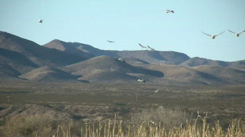 HDV: Birds at Bosque del Apache Stock Footage 93921
