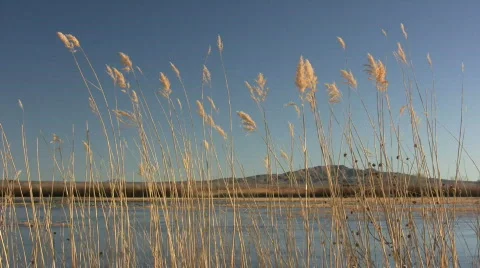 HDV: Bosque del Apache Scenic Stock Footage 94622