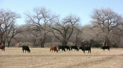 HDV: Cattle Grazing in a Field Video stock 96800