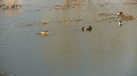 HDV: Chasing Shovelers Stock Footage 105654
