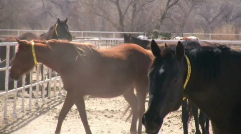 HDV: Curious Horse Stock Footage 106390