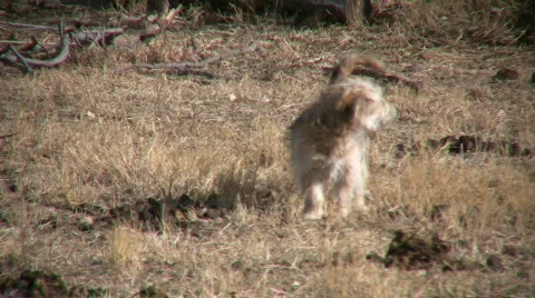 HDV: Dog Barking Video stock 95245