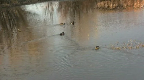 HDV: Ducks Swimming Stock Footage 105655