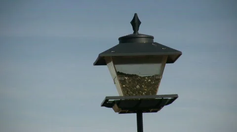 HDV: Feeder Competition  Stock Footage 102153