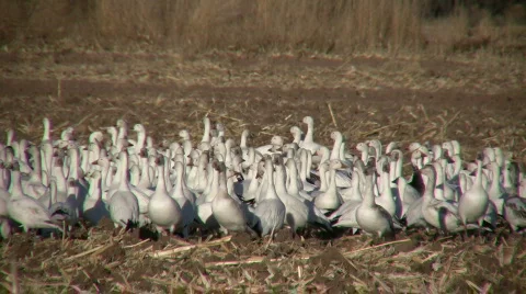 HDV: Flock of Snow Geese Stock Footage 104196