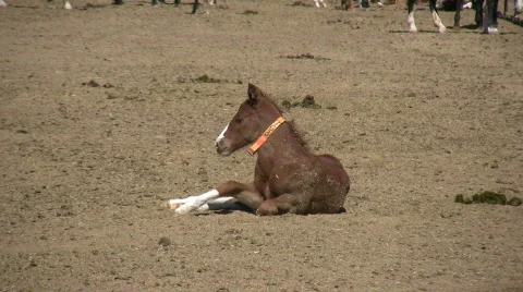 HDV: Foal Stands Up 库存影片 106462