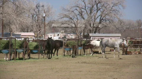 HDV: Foal Walks Through Stock Footage 106680