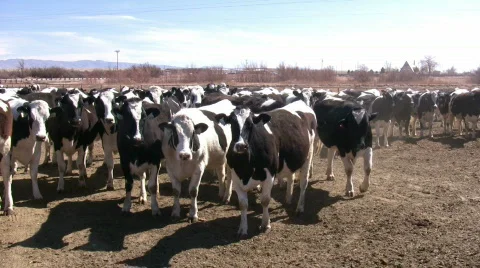 HDV: Holstein Dairy Cows Stock Footage