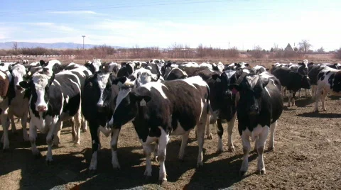 HDV: Holstein Dairy Cows, Panning shot Stock Footage 108612