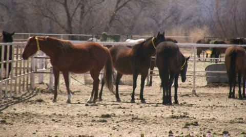 HDV: Horsing Around Stock Footage 106620