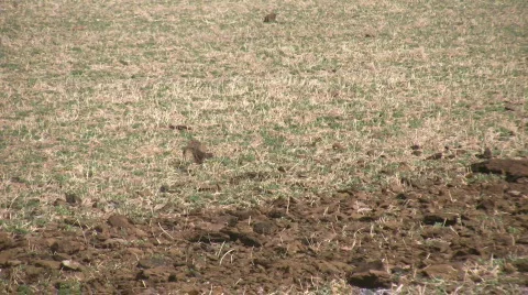 HDV: Manure Spreader Close-Up Stock Footage 108563