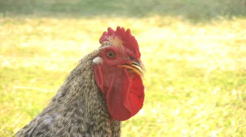 HDV: Rooster Stock Footage 109382