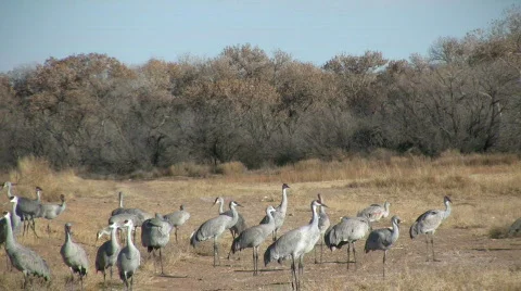 HDV: Sandhill Cranes Stock Footage 98525