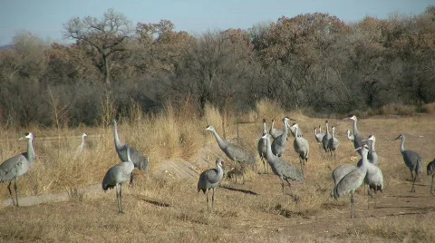 HDV: Sandhill Cranes Stock Footage 98903