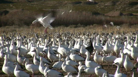 HDV: Snow Geese Crowd Stock Footage 98757