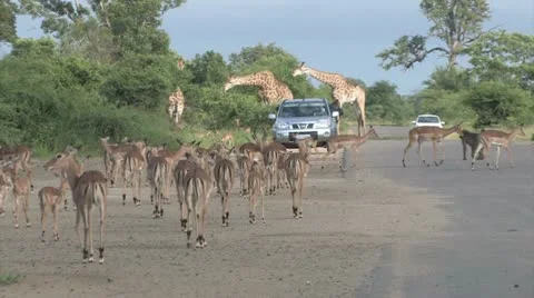 HDV Wildlife 01 Sequence 02 1 Stock Footage 22773967