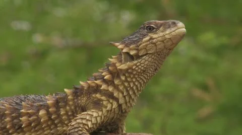HDV Wildlife 02 Sequence 21 Stock Footage 22774673