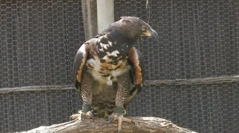 HDV Wildlife 02 Sequence 58 Stock Footage 22774780