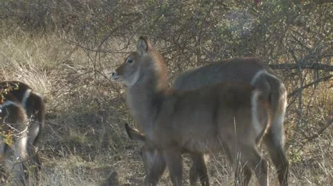 HDV Wildlife 02 Sequence 88 Stock Footage 22774835