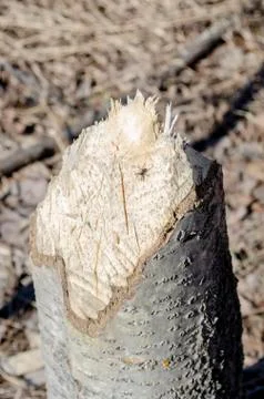 He beavers slaughtered the base of a large tree Stock Photos