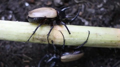 He beetle five males were fighting. Stock Footage 54940158
