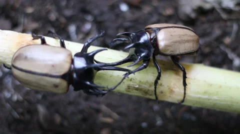 He beetle five males were fighting. Stock Footage 54940322
