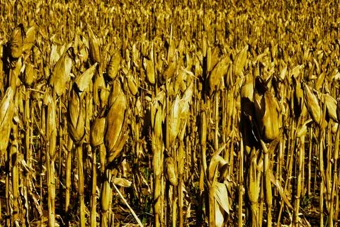 He benefits of dried corn include supporting heart, Foto stock