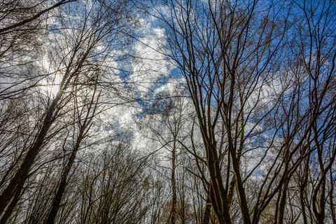 He branches of trees without leaves against the sky Stock Photos