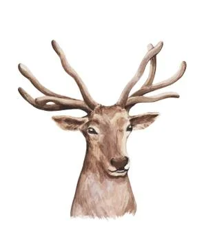 He deer isolated on the white background. Watercolor illustration Stock-Illustration