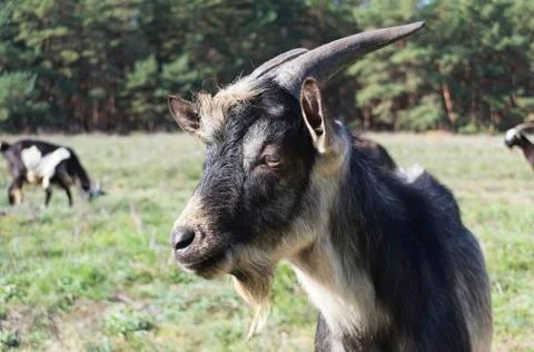 He-goat Stock Photos