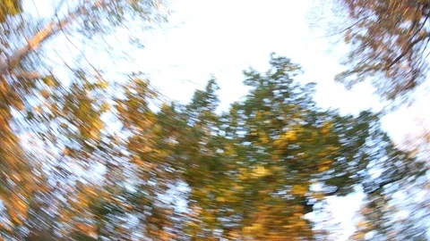 He goes on a path through the forest of deciduous young, looking over the den Stock Footage 95797467