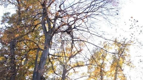 He goes on a path through the forest of deciduous young, looking over the den Stock Footage 95797624