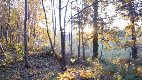 He goes on a path in the woods covered with fallen leaves beyond the sun is s Stock Footage 95797353