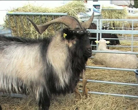 He-gout with huge horns Stock Footage 84953