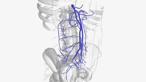 He hepatic portal system is the system of veins that transports blood from th Stock Illustration