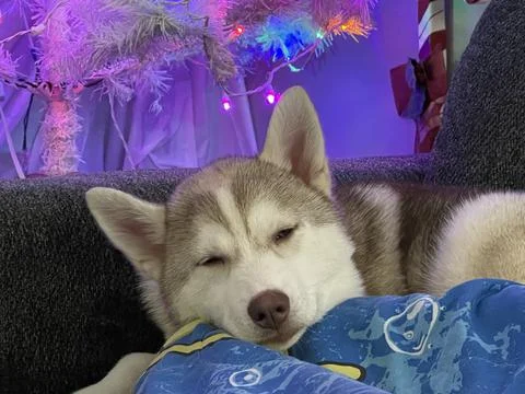 Is he here yet Foto stock