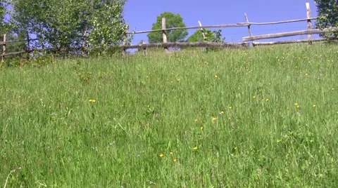 He looked at the sky through the green grass at his feet 65 Stock Footage 58286332