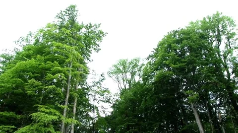 He looks at the beech forest that rises in front of him and that has to go on Stock Footage 63467444