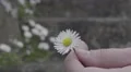 he loves me, he loves me not- played on a daisy with female fingers 4k or 4k+ Resolution