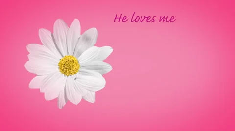 He Loves Me-Not Stock Footage 50661158