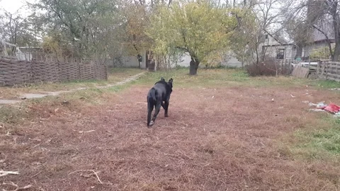 He owner is training his pet - a huge dog, the male Cane Corso. Stock Footage 167885045
