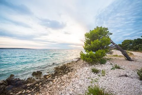 He pine tree on an empty beach of Adriatic Sea in Croatia Stock Photos