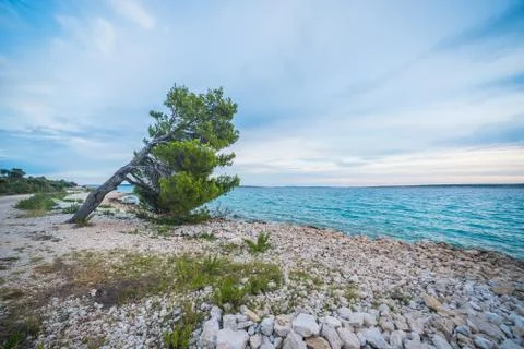 He pine tree on an empty beach of Adriatic Sea in Croatia Stock Photos
