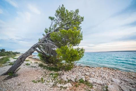 He pine tree on an empty beach of Adriatic Sea in Croatia Stock Photos