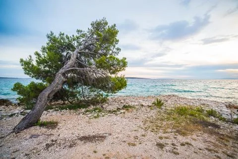 He pine tree on an empty beach of Adriatic Sea in Croatia Stock Photos