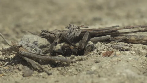 He quickly looked out of the hole. Burrowing wolf spider, large and furry Stock Footage 265088256
